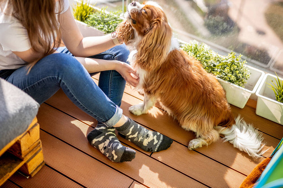 Pieski Skarpety krótkie finest cotton dwie różne Sesto Senso grafitowy